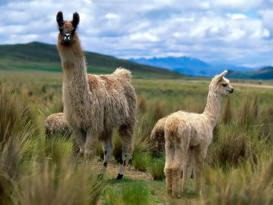 0201ju2v-4355-940x705.jpg