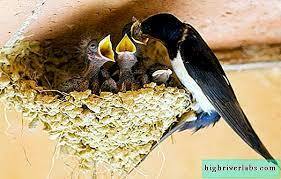 SWALLOWS - PHOTO, DESCRIPTION, AREA, NUTRITION, BREEDING - BIRDS