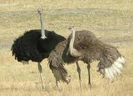 Как отличить страуса самца от самки
