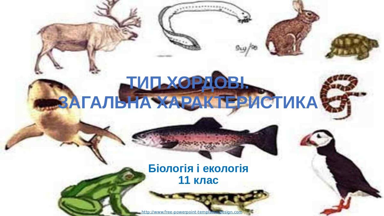 Тип хордові. Загальна характеристика Біологія і екологія 11 клас http://www.free-powerpoint-templates-design.com Your Presentation Name Here Insert...