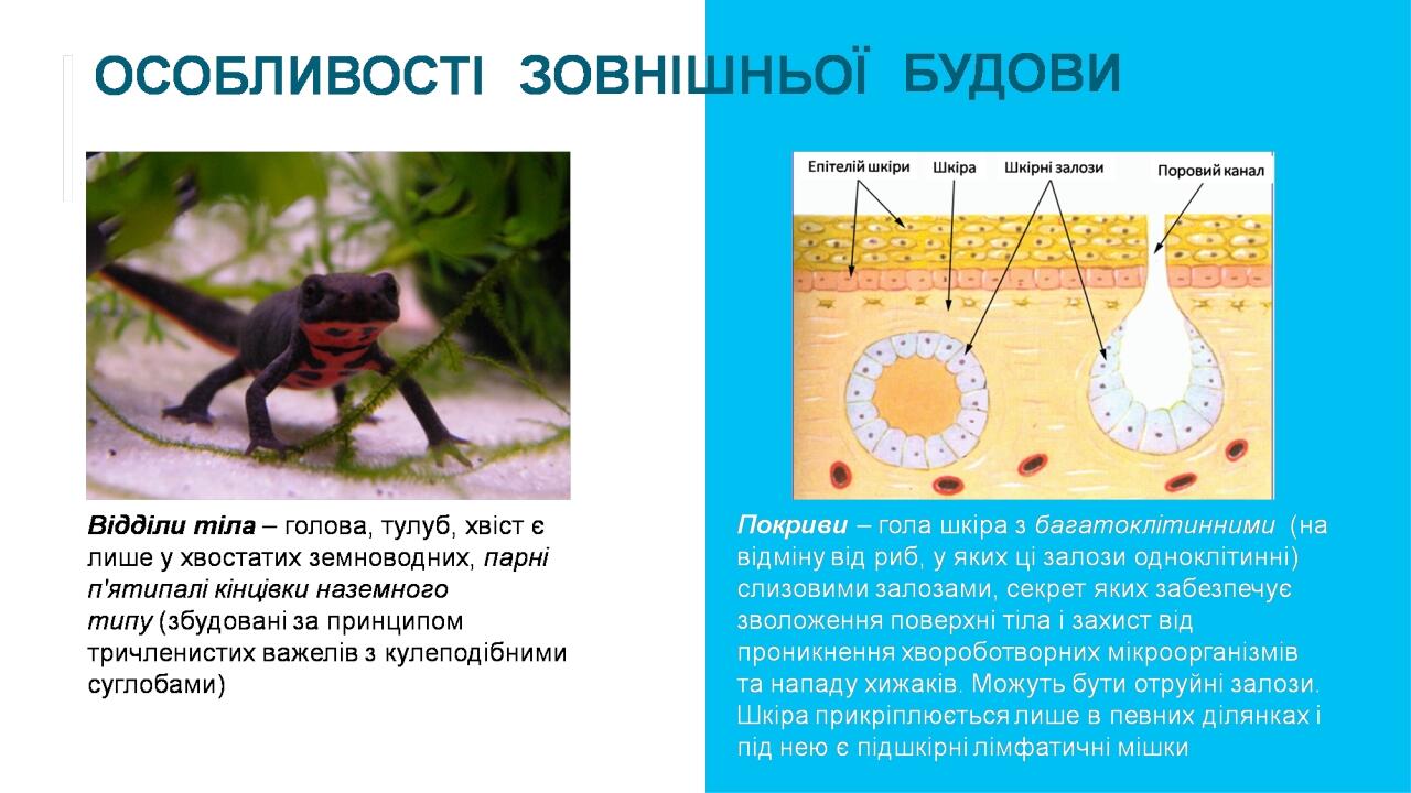 Insert Your Images Insert Your Images IMAGES AND CONTENTS