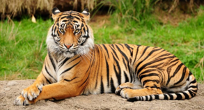 0201k4st-658c-293x158.png