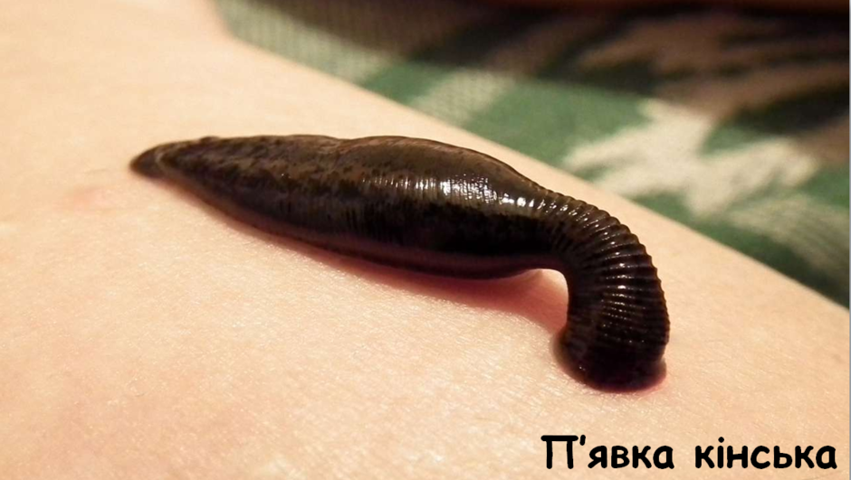 0201k5lg-0144-940x531.png