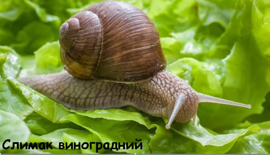 0201k63q-b456-940x541.png