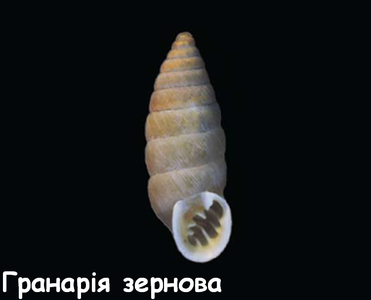 0201k696-920d-751x607.png