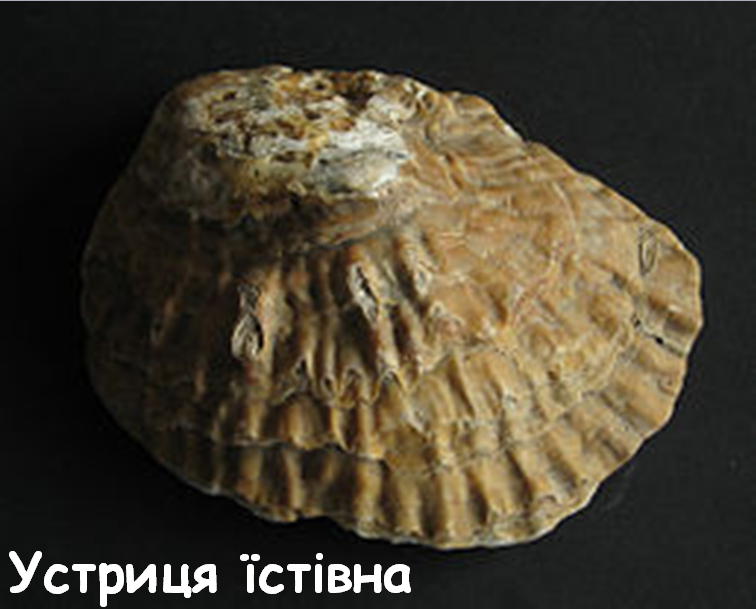 0201k69b-513e-756x609.png