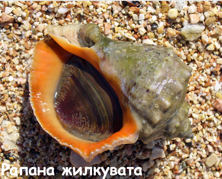 0201k6a6-e708-755x608.png