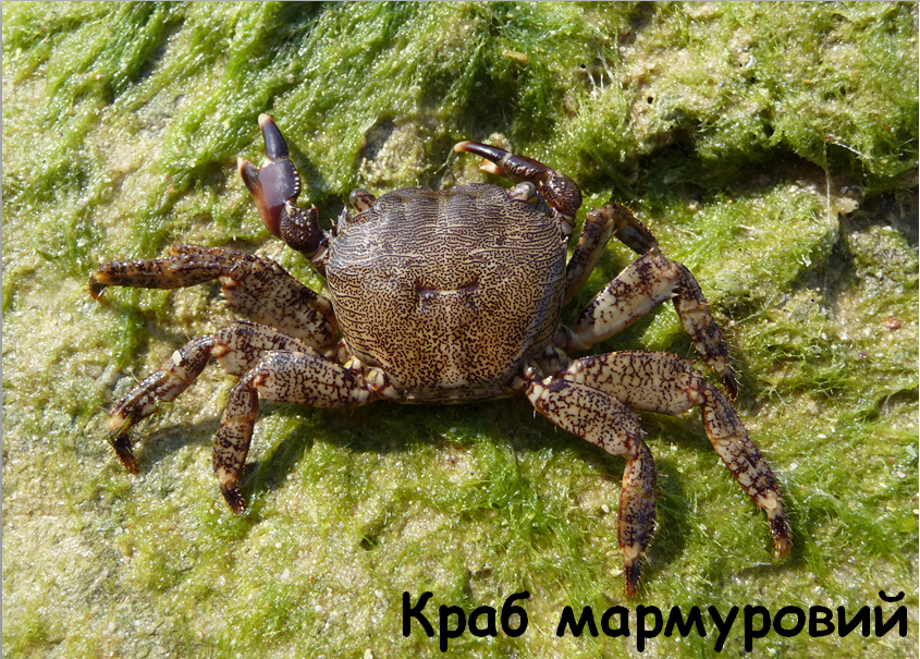 0201kamn-4b62-845x605.png