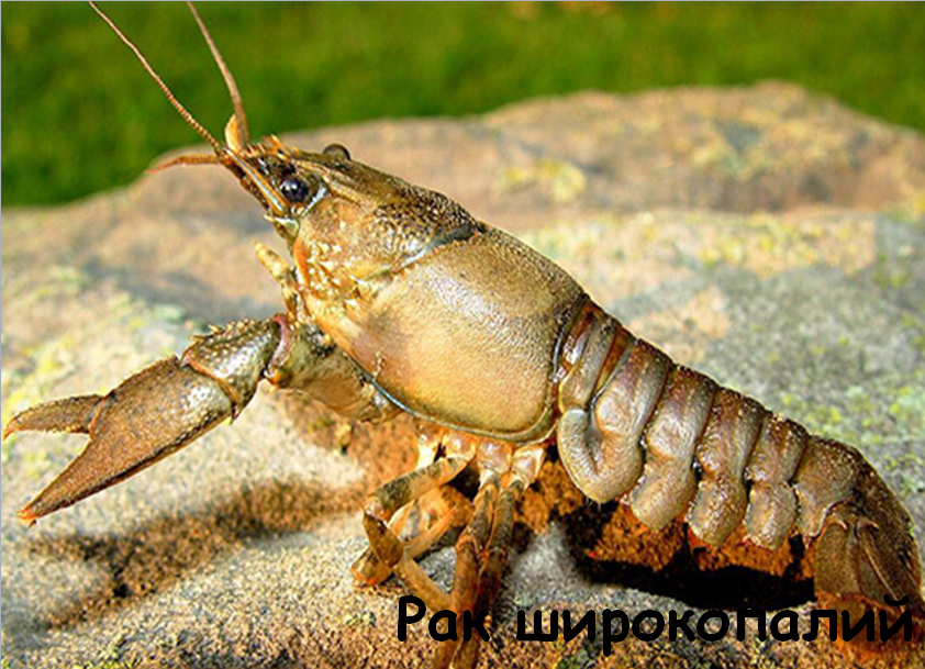 0201kao5-d39d-842x609.png