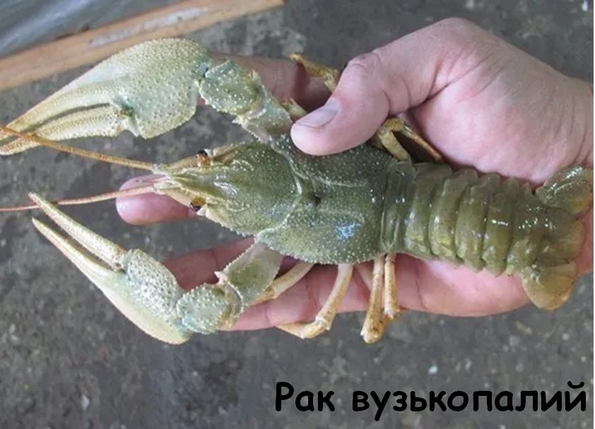 0201kap3-1a24-842x608.png