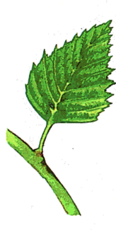 0201kclb-fcfa-228x454.png
