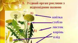 Розмноження рослин насінням. Будова квітки. Запилення 