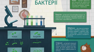 Таблиця "Бактерії". Ілюстрація для 10 класу.