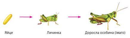 На рисунке изображена саранча в разные периоды жизни