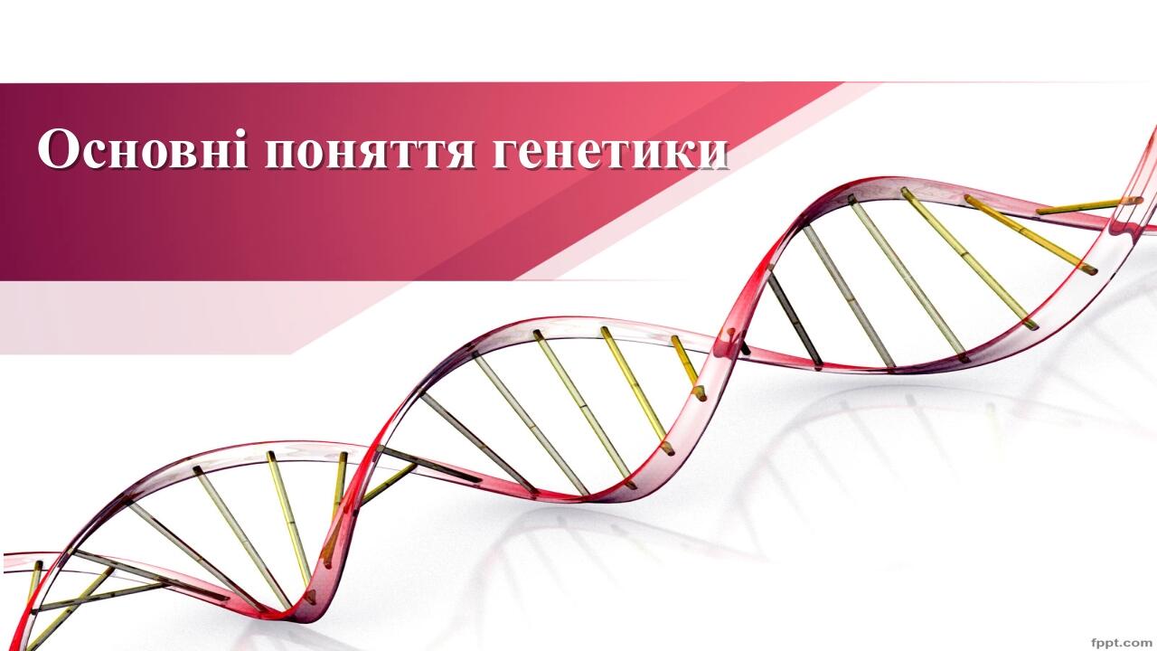 Презентація "Основні поняття генетики" | Презентація. Біологія
