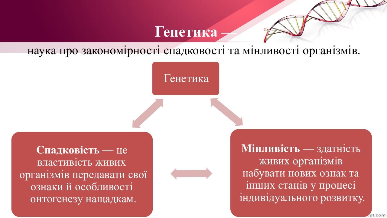Презентація "Основні поняття генетики" | Презентація. Біологія
