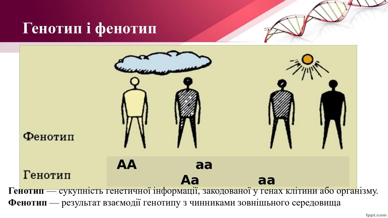 Презентація "Основні поняття генетики" | Презентація. Біологія