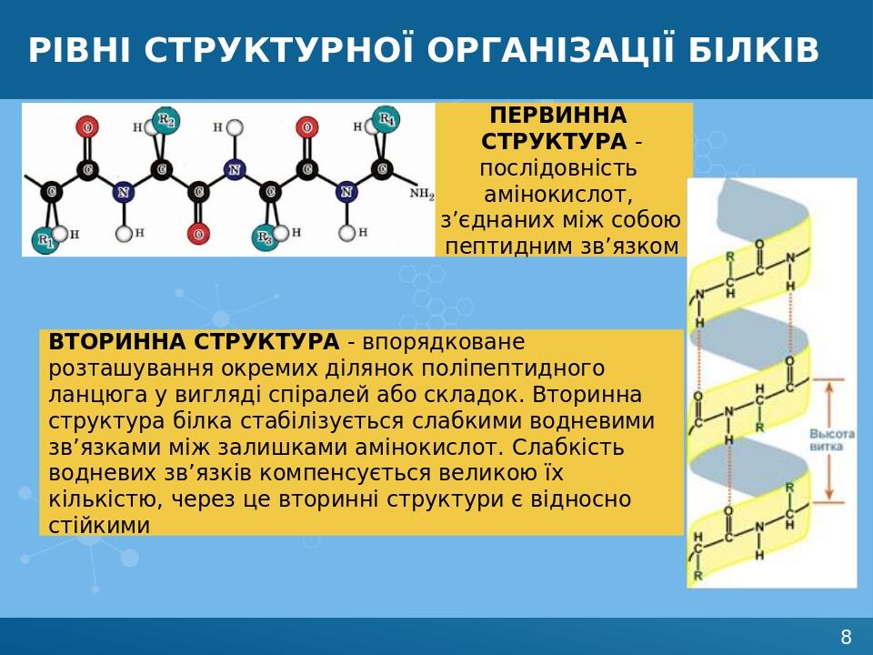 Рівні структурної організації білків ВТОРИННА СТРУКТУРА - впорядковане розташування окремих ділянок поліпептидного ланцюга у вигляді спіралей або с...