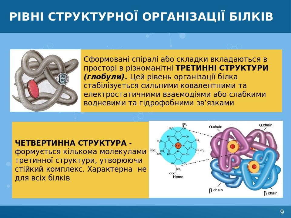Рівні структурної організації білків Сформовані спіралі або складки вкладаються в просторі в різноманітні ТРЕТИННІ СТРУКТУРИ (глобули). Цей рівень ...