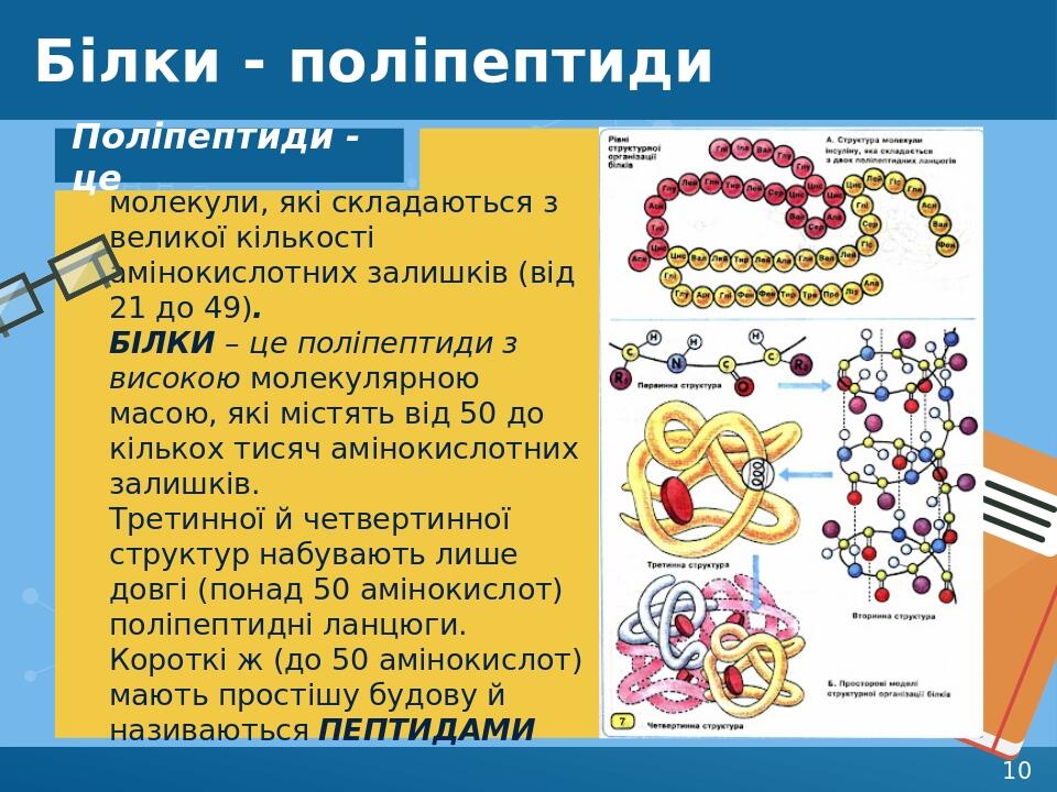 Білки - поліпептиди молекули, які складаються з великої кількості амінокислотних залишків (від 21 до 49). БІЛКИ – це поліпептиди з високою молекуля...