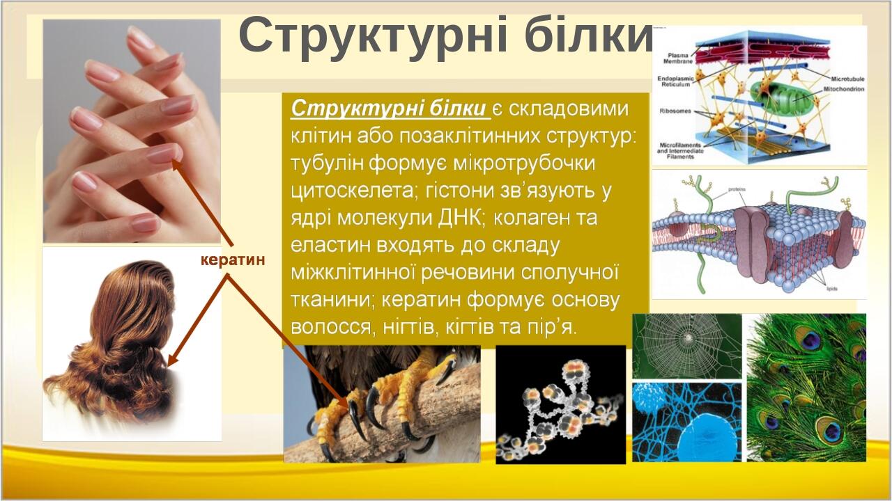 Структурні білки PNG LAYOUT