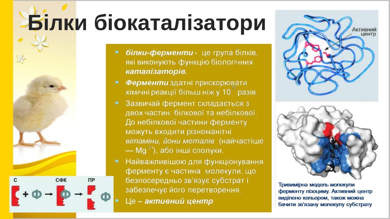 Білки біокаталізатори BASIC LAYOUT