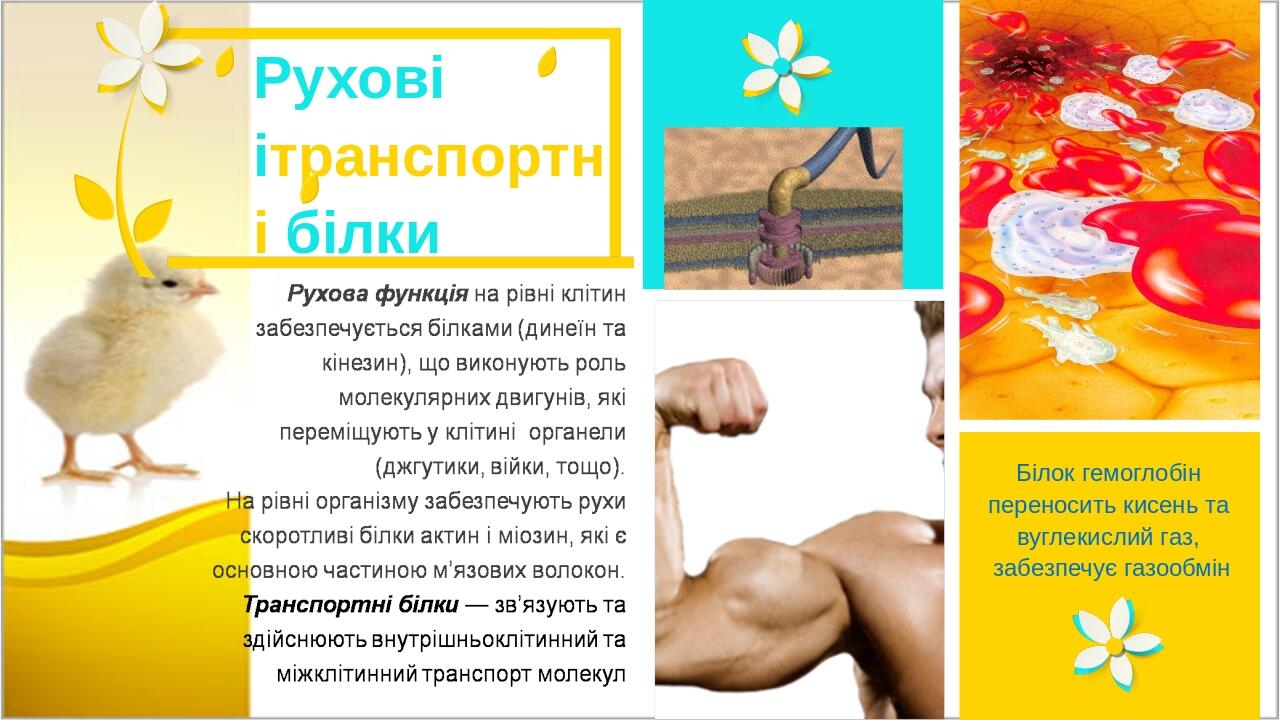 Білок гемоглобін переносить кисень та вуглекислий газ, забезпечує газообмін Рухові ітранспортні білки Your Picture Here Your Picture Here