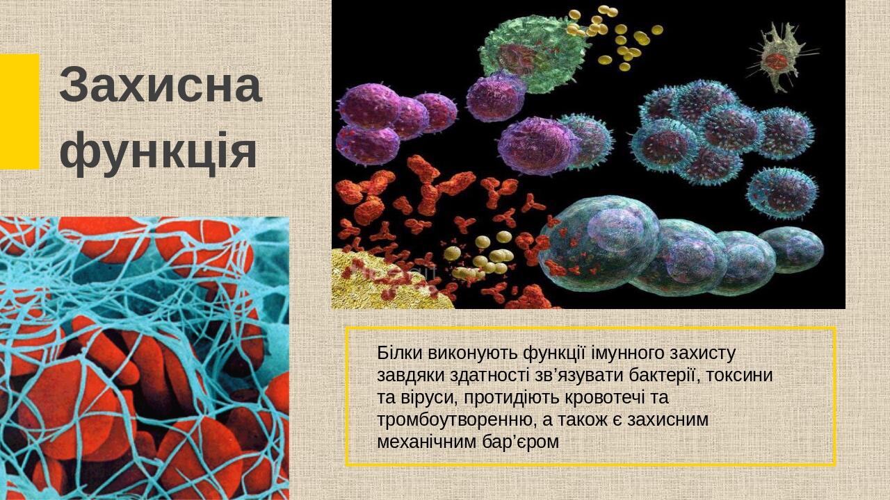 Білки виконують функції імунного захисту завдяки здатності зв’язувати бактерії, токсини та віруси, протидіють кровотечі та тромбоутворенню, а також...