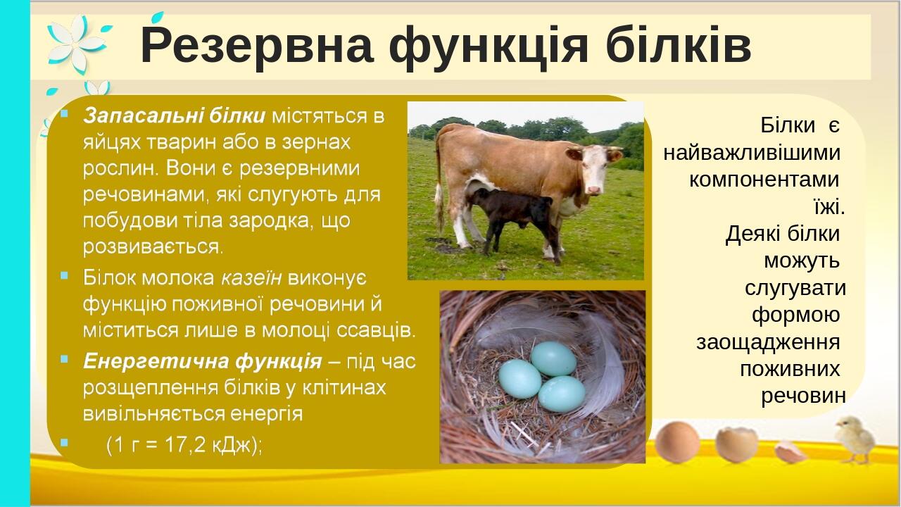 Резервна функція білків Білки є найважливішими компонентами їжі. Деякі білки можуть слугувати формою заощадження поживних речовин BASIC LAYOUT