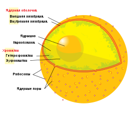 0201kx5m-fda6-280x229.png