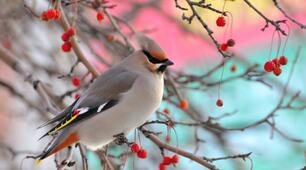 January 8, 2022: what a holiday today, signs, traditions, Angel Day