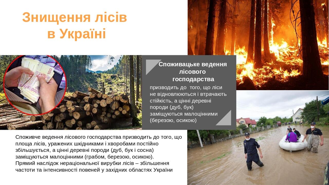 Споживче ведення лісового господарства призводить до того, що площа лісів, уражених шкідниками і хворобами постійно збільшується, а цінні деревні п...