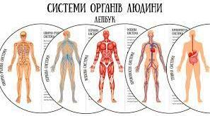 Системи людини 
