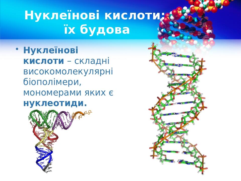 Нуклеїнові кислоти: їх будова Нуклеїнові кислоти – складні високомолекулярні біополімери, мономерами яких є нуклеотиди.