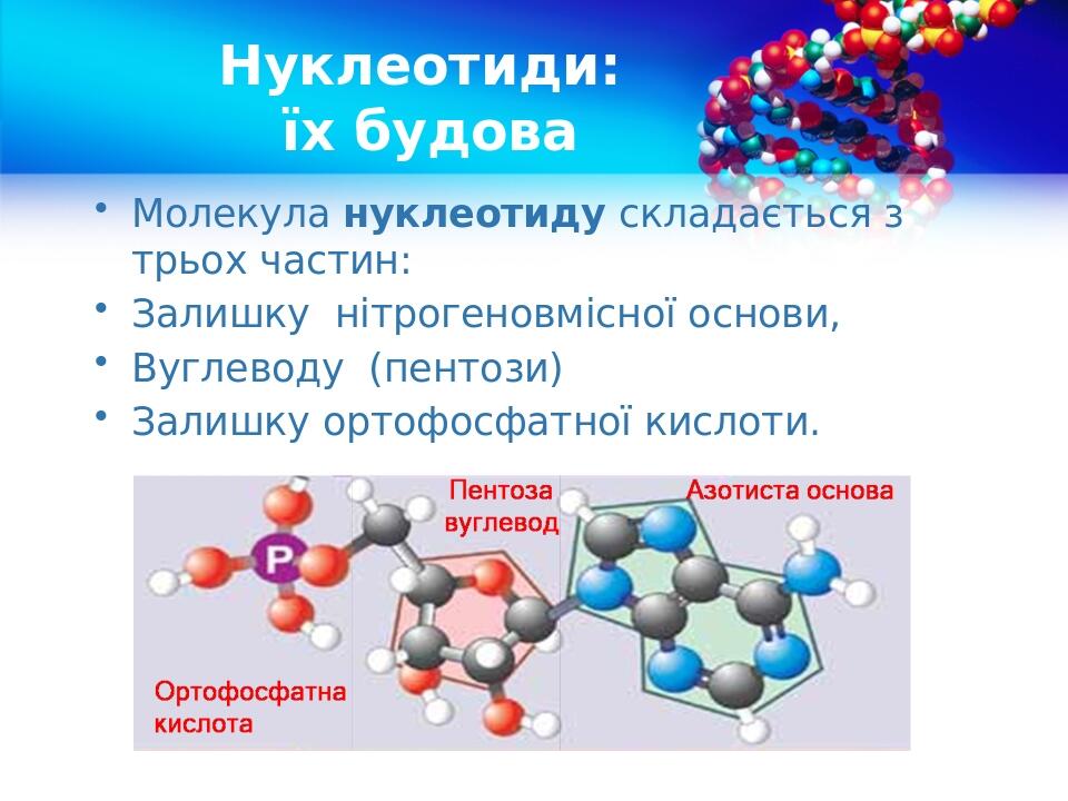 Нуклеотиди: їх будова Молекула нуклеотиду складається з трьох частин: Залишку нітрогеновмісної основи, Вуглеводу (пентози) Залишку ортофосфатної ки...
