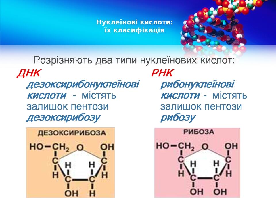 Нуклеїнові кислоти: їх класифікація