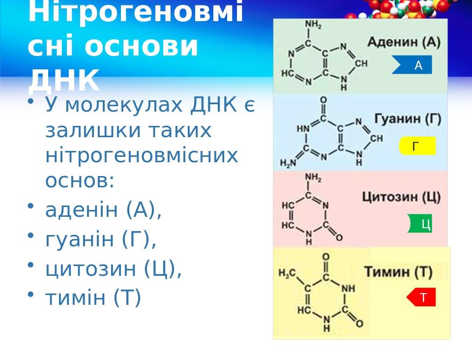 Нітрогеновмісні основи ДНК У молекулах ДНК є залишки таких нітрогеновмісних основ: аденін (А), гуанін (Г), цитозин (Ц), тимін (Т)