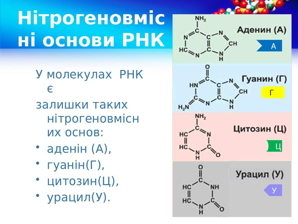 У молекулах РНК є залишки таких нітрогеновмісних основ: аденін (А), гуанін(Г), цитозин(Ц), урацил(У). Нітрогеновмісні основи РНК