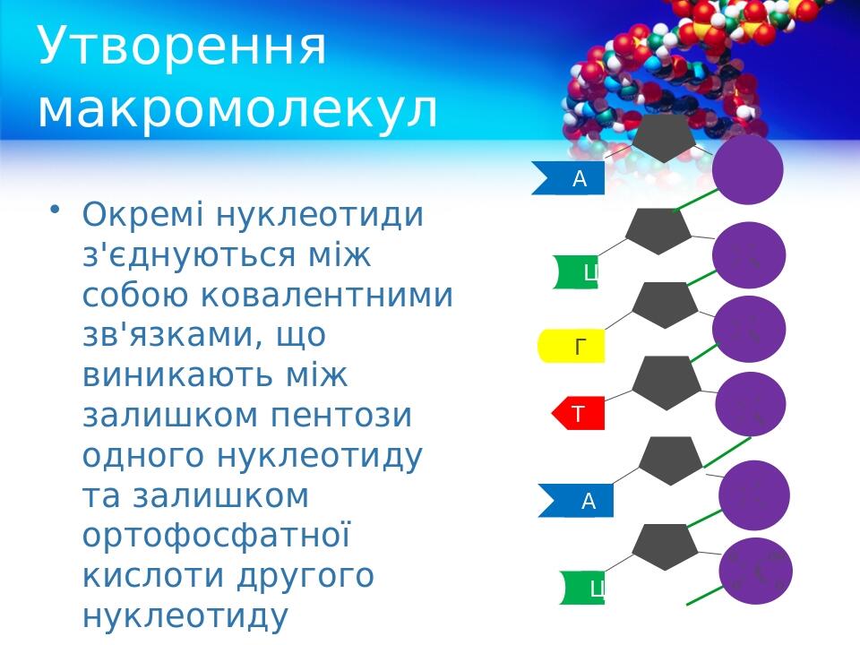 Утворення макромолекул Окремі нуклеотиди з'єднуються між собою ковалентними зв'язками, що виникають між залишком пентози одного нуклеотиду та залиш...