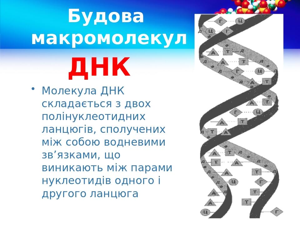 Будова макромолекул ДНК Молекула ДНК складається з двох полінуклеотидних ланцюгів, сполучених між собою водневими зв’язками, що виникають між парам...