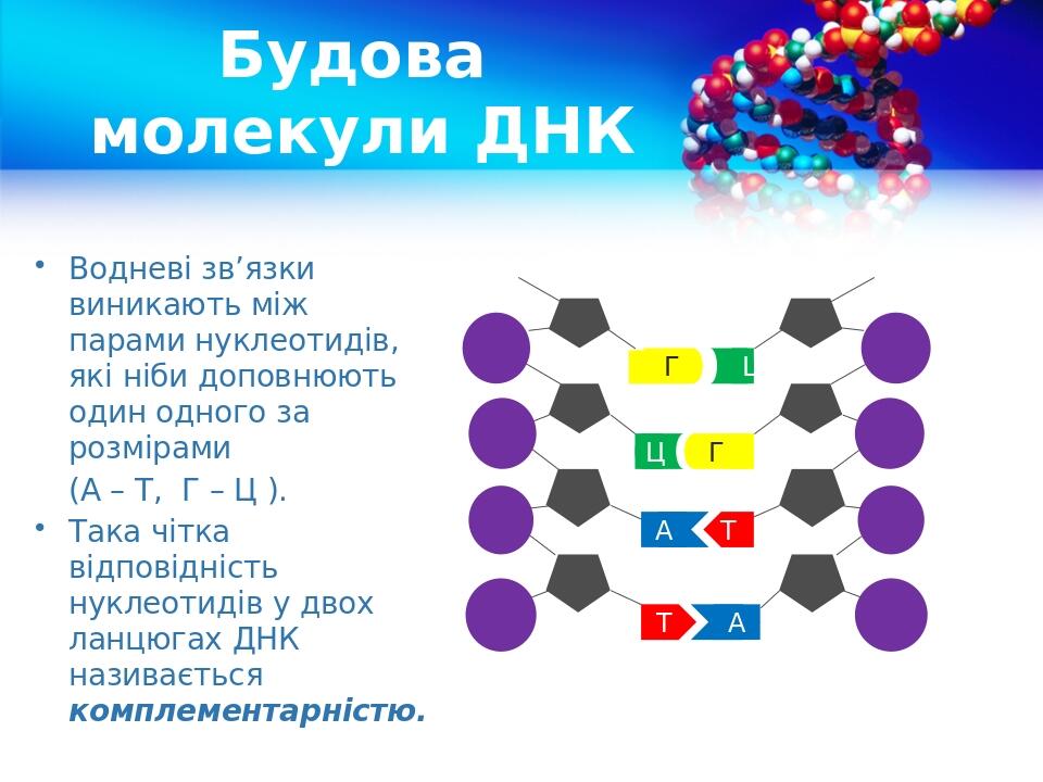 Будова молекули ДНК Водневі зв’язки виникають між парами нуклеотидів, які ніби доповнюють один одного за розмірами (А – Т, Г – Ц ). Така чітка відп...