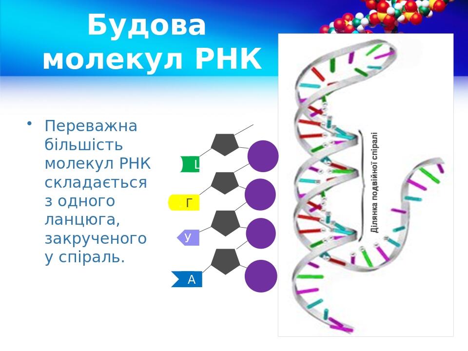 Будова молекул РНК Переважна більшість молекул РНК складається з одного ланцюга, закрученого у спіраль. У