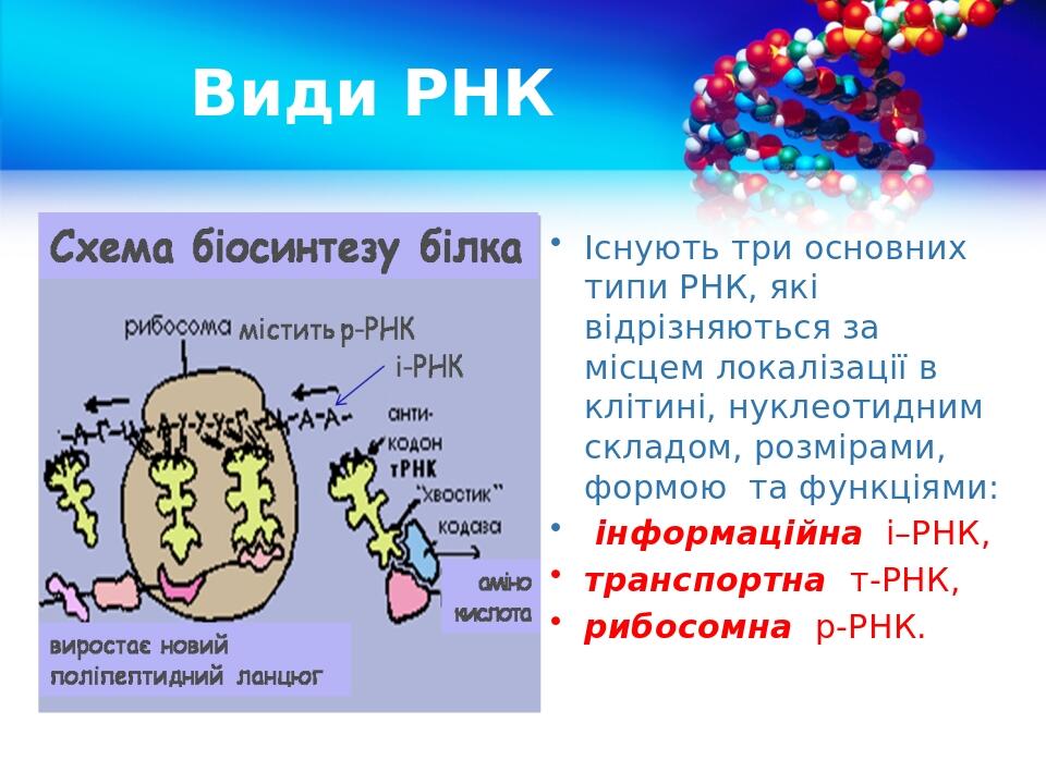 Види РНК Існують три основних типи РНК, які відрізняються за місцем локалізації в клітині, нуклеотидним складом, розмірами, формою та функціями: ін...