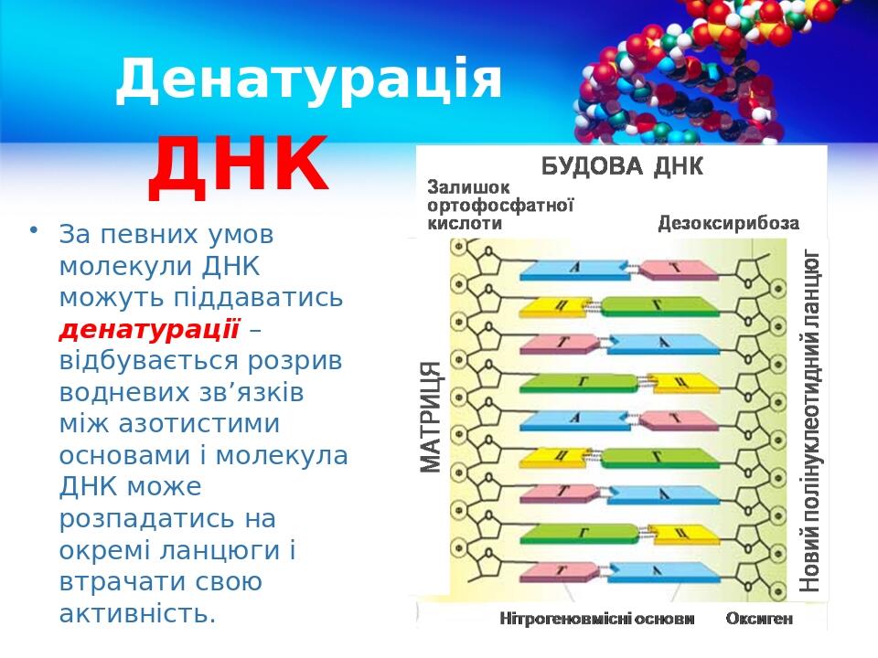Денатурація ДНК За певних умов молекули ДНК можуть піддаватись денатурації – відбувається розрив водневих зв’язків між азотистими основами і молеку...