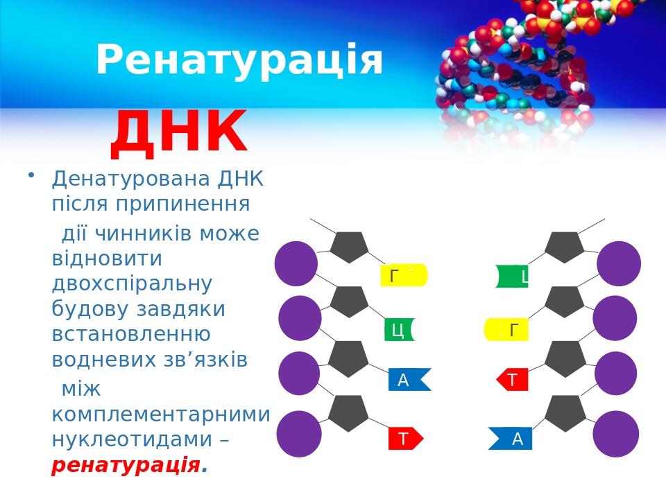 Денатурована ДНК після припинення дії чинників може відновити двохспіральну будову завдяки встановленню водневих зв’язків між комплементарними нукл...