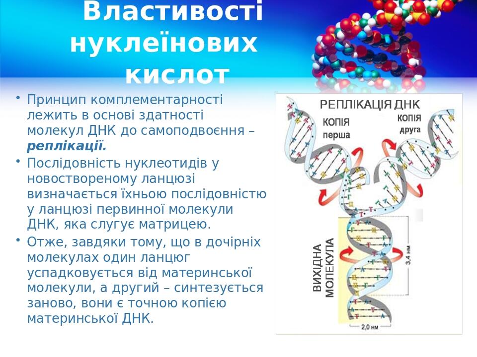 Властивості нуклеїнових кислот Принцип комплементарності лежить в основі здатності молекул ДНК до самоподвоєння – реплікації. Послідовність нуклеот...