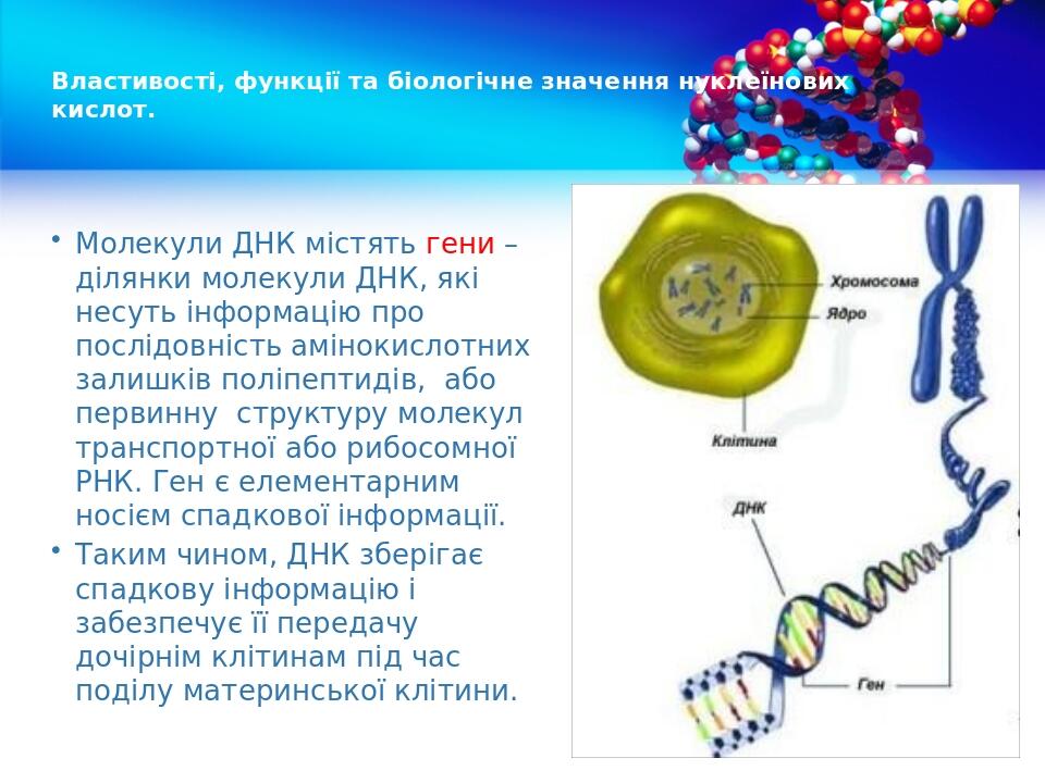Властивості, функції та біологічне значення нуклеїнових кислот. Молекули ДНК містять гени – ділянки молекули ДНК, які несуть інформацію про послідо...