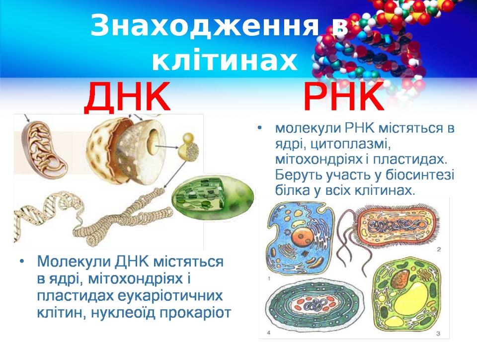 Знаходження в клітинах