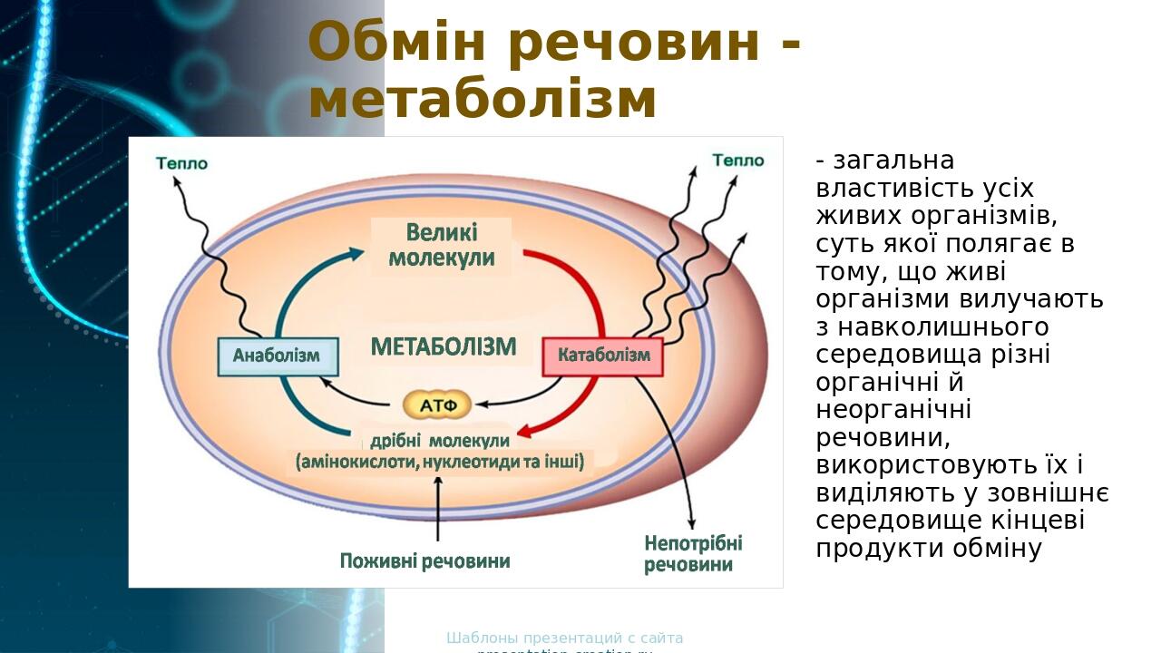 Обмін речовин - метаболізм ‑ загальна властивість усіх живих організмів, суть якої полягає в тому, що живі організми вилучають з навколишнього сере...
