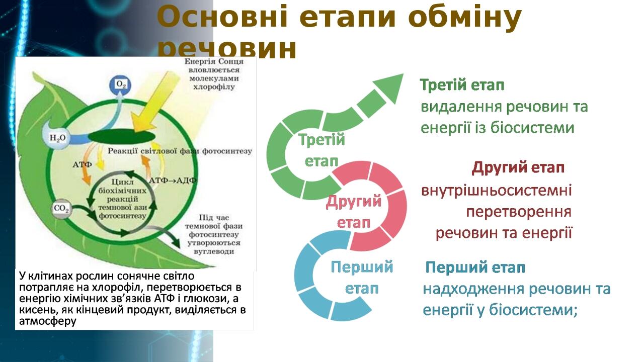 Основні етапи обміну речовин